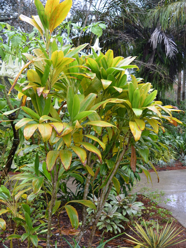 Cordyline fruticosa 'Ramena White', form. Harry P. Leu Gardens, Orlando, Florida, United States of America.