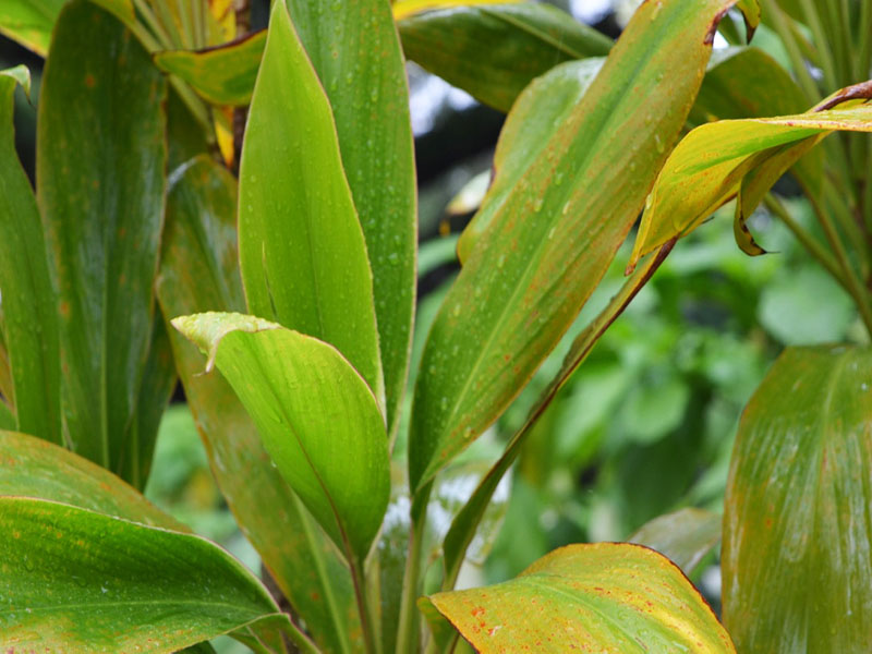 Cordyline fruticosa 'Ramena White', leaf. Harry P. Leu Gardens, Orlando, Florida, United States of America.