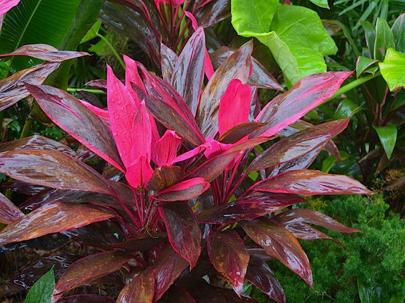 Cordyline fruticosa 'Red Sister', form. Harry P. Leu Gardens, Orlando, Florida, United States of America.