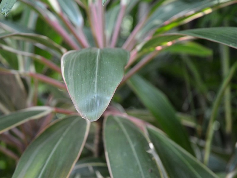 Cordyline terminalis, leaf.