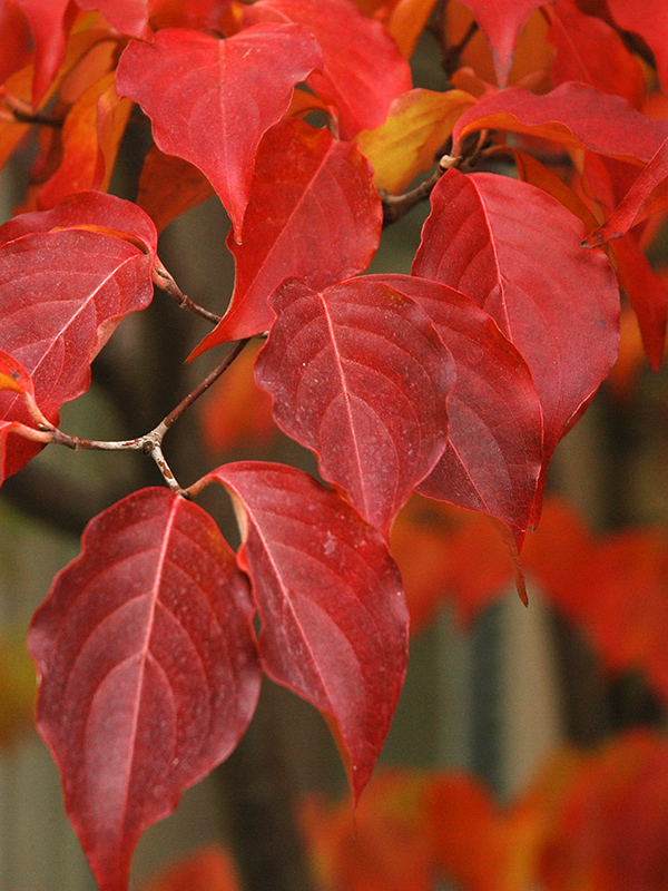 Colour in the autumn can be intense and may vary from red to yellow.