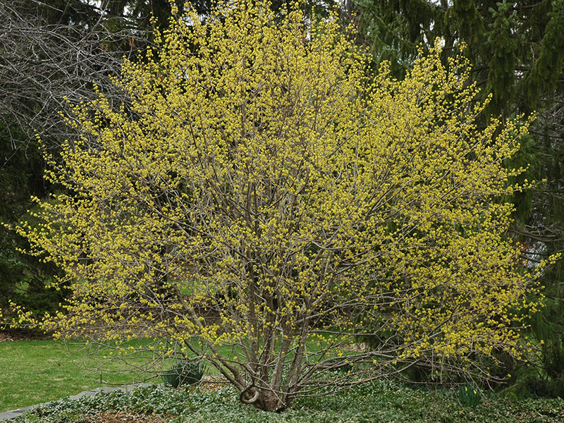 A mature plant in flower in spring in the A.M.Cuddy Garden, Strathroy, Ontario.