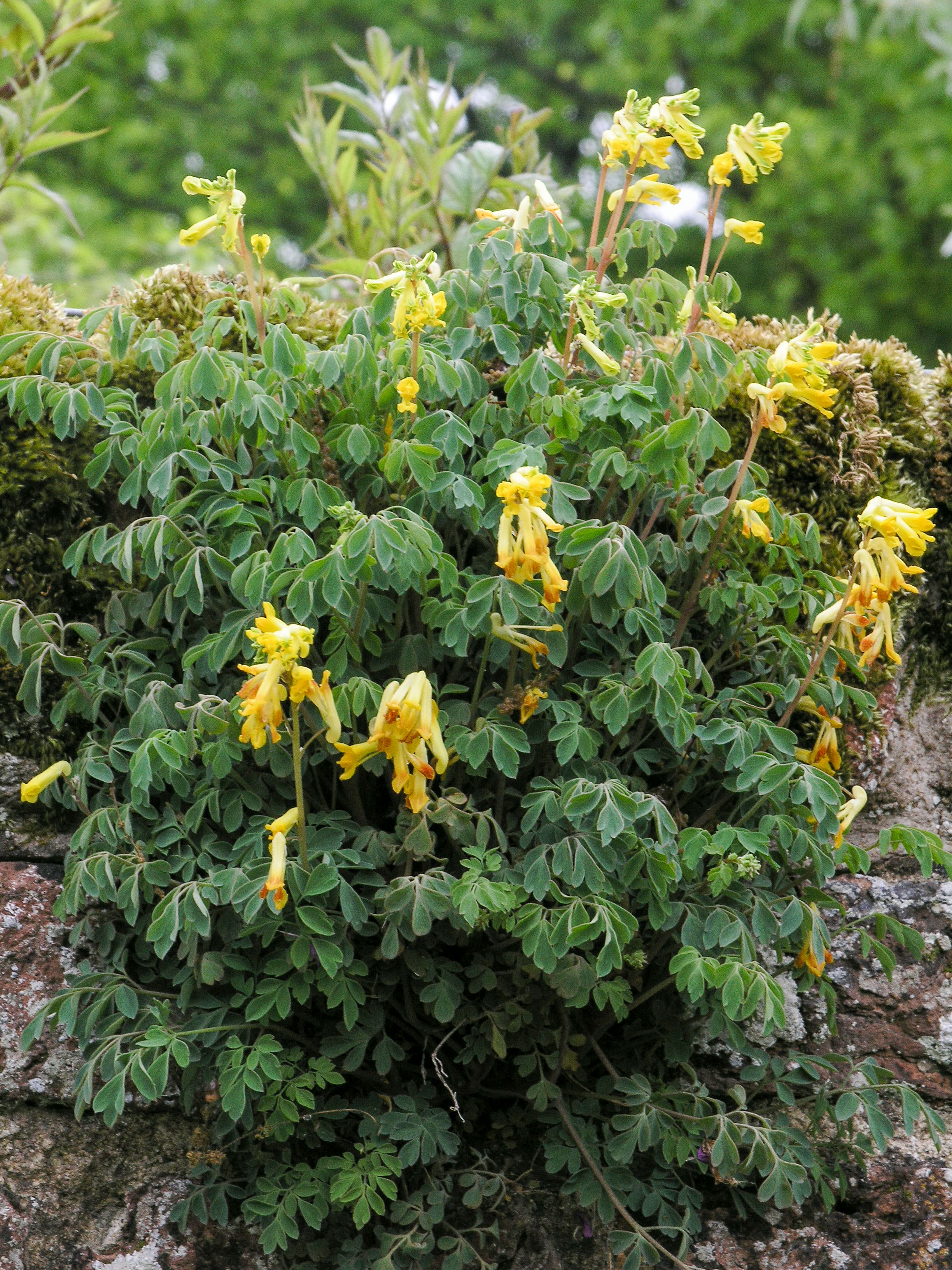  Corydalis lutea, Form (3)