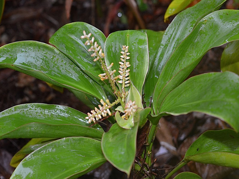 Cordyline fruticosa 'Babydoll White', flower. Harry P. Leu Gardens, Orlando, Florida, United States of America.