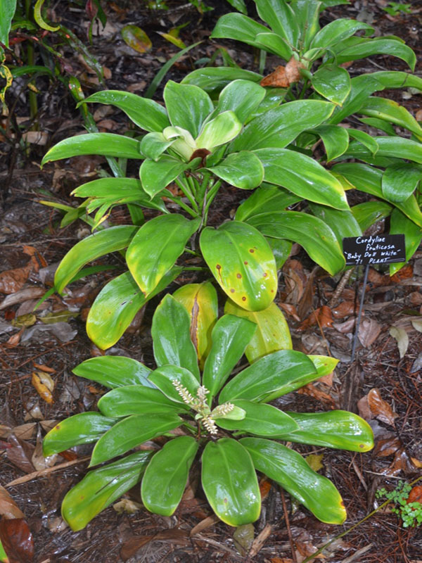 Cordyline fruticosa 'Babydoll White', form. Harry P. Leu Gardens, Orlando, Florida, United States of America.