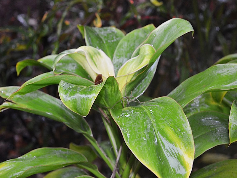 Cordyline fruticosa 'Babydoll White', leaf. Harry P. Leu Gardens, Orlando, Florida, United States of America.