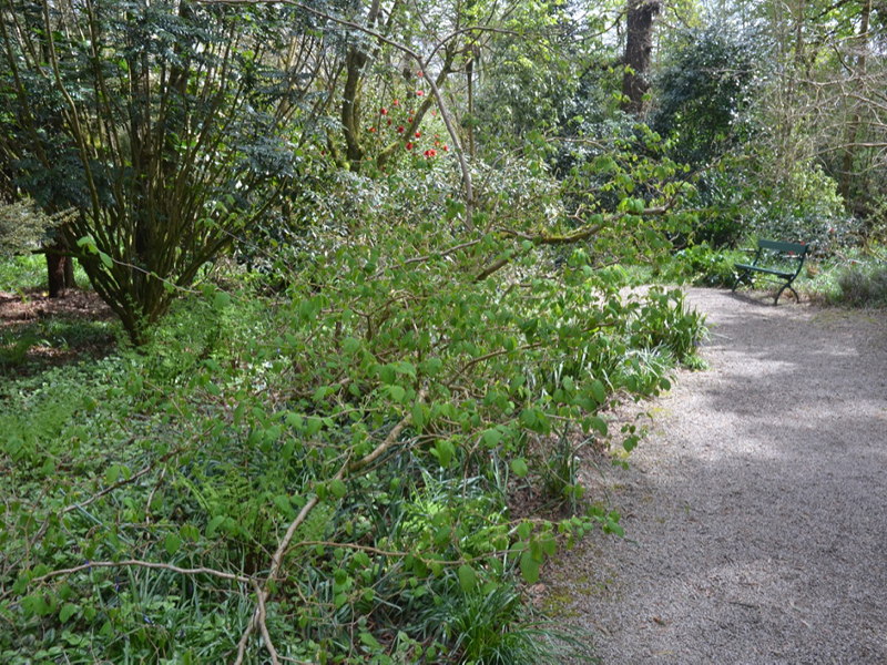 Corylopsis spicata, form, Trengwainton Garden, Madron, near Penzance, Cornwall, United Kingdom. 