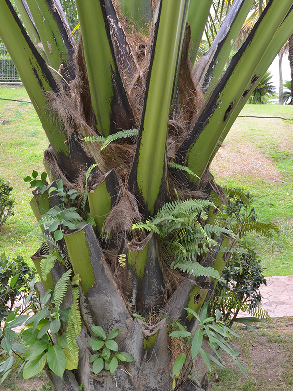 Corypha lecomtei, bud. Royal Park Rajapruek, Mae Hia, Thailand