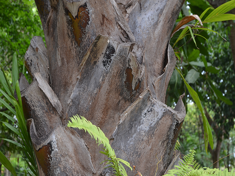 Corypha utan, bark. Royal Park Rajapruek, Mae Hia, Thailand