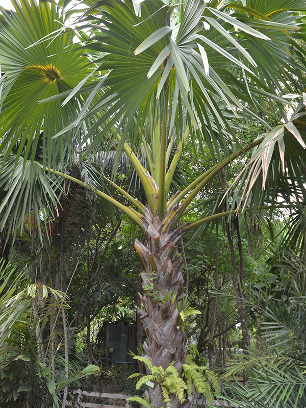 Corypha utan, form. Royal Park Rajapruek, Mae Hia, Thailand