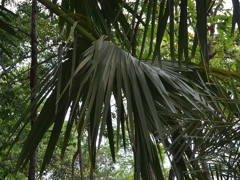 Corypha utan, leaf. Royal Park Rajapruek, Mae Hia, Thailand