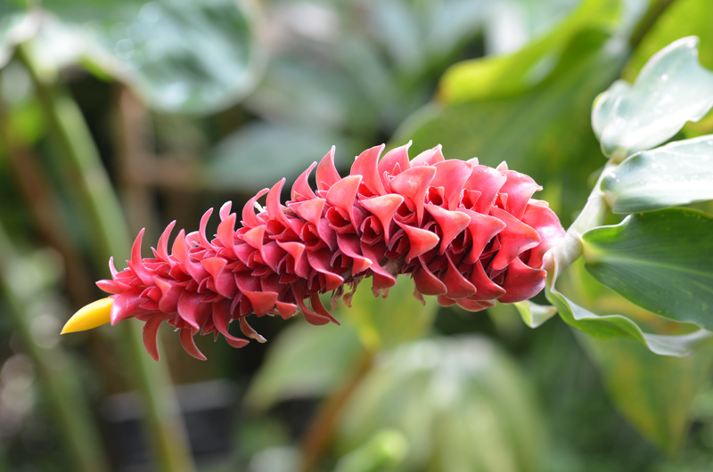 Costusbarbatus-Red-Velvet-dev-flower.JPG