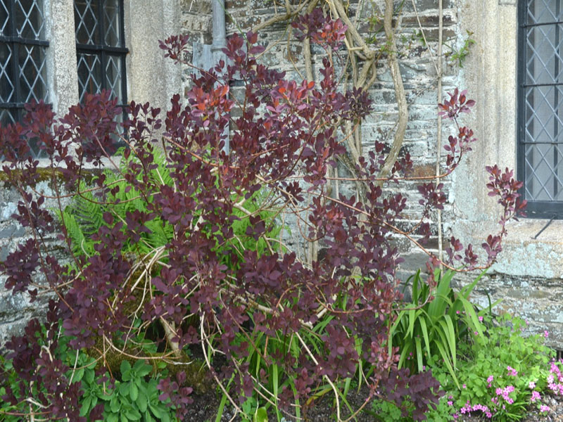 Cotinus ‘Norcutt's Variety’, form. Cotehele House National Trust, St Dominick, Cornwall, United Kingdom.