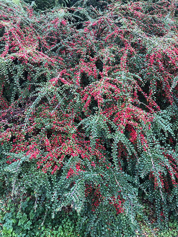 Cotoneaster horizontalis, form. Great Dixter Garden, East Sussex, England. 