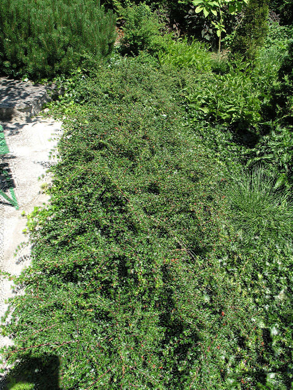 Cotoneaster horizontalis, form. Holden Arboretum Mentor, Ohio, United States of America.