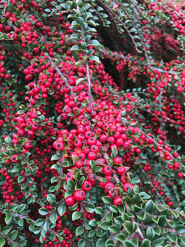 Cotoneaster horizontalis, fruit. Great Dixter Garden, East Sussex, England.
