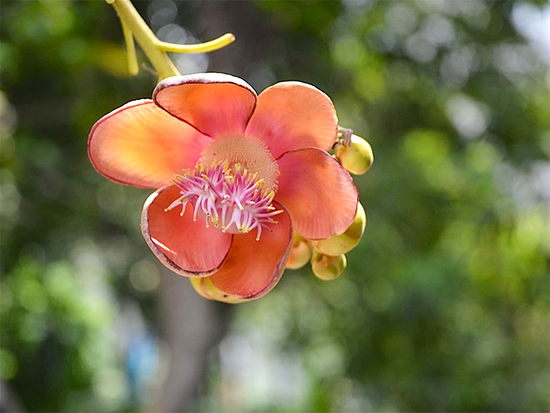 Couroupita guianensis, flower (2).