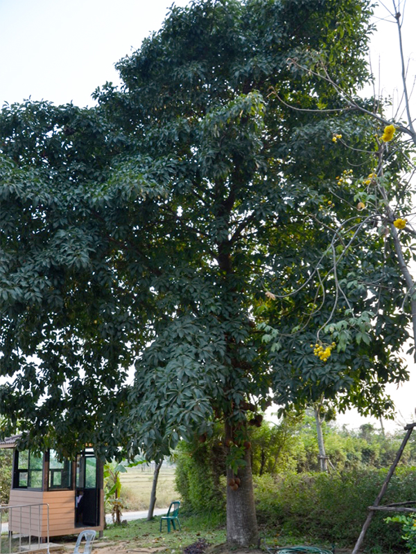 Couroupita guianensis, form.