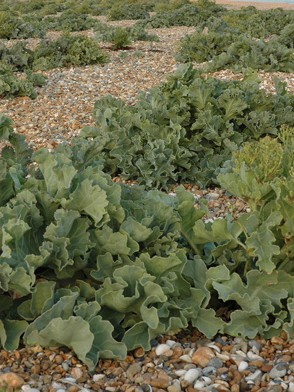 Pictured here growing on gravel scree on the Sussex coast in England.