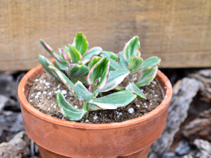 Crassula argentea 'Variegata' young plants from tip cuttings.