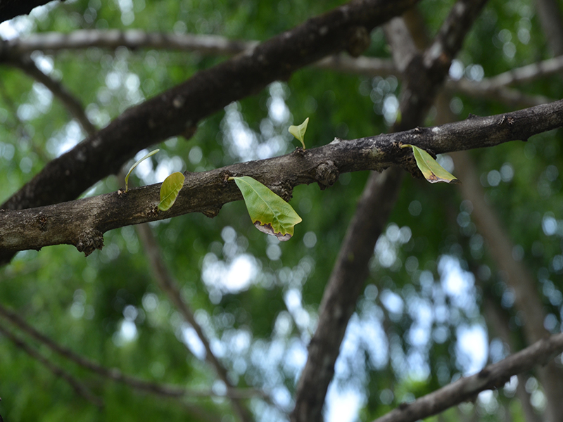 Crescentia cujete, bark, Royal Park Rajapruek, Mae Hia, Thailand.