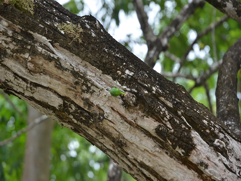 Crescentia cujete, bark, Royal Park Rajapruek, Mae Hia, Thailand.