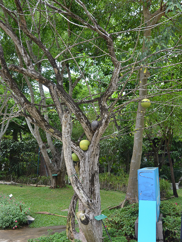 Crescentia cujete, form, Royal Park Rajapruek, Mae Hia, Thailand.