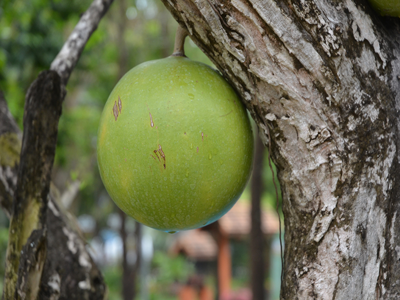 Crescentia cujete, fruit, Royal Park Rajapruek, Mae Hia, Thailand.