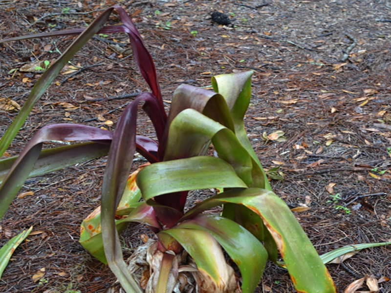 Crinum 'Sangria', leaf, Harry P. Leu Gardens, Orlando, Florida, United States of America.
