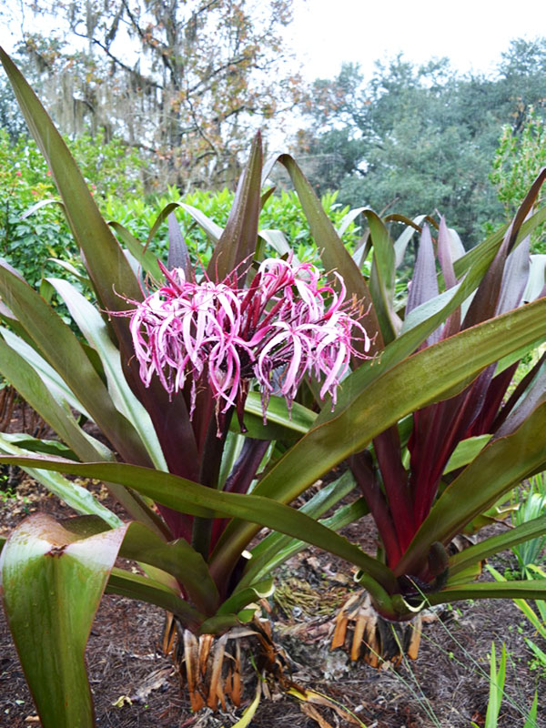 Crinum asiaticum 'Splendens', form. Harry P. Leu Gardens, Orlando, Florida, United States of America.