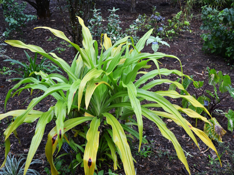  Crinum asiaticum ‘Thai Gold’, form. Harry P. Leu Gardens, Orlando, Florida, United States of America.