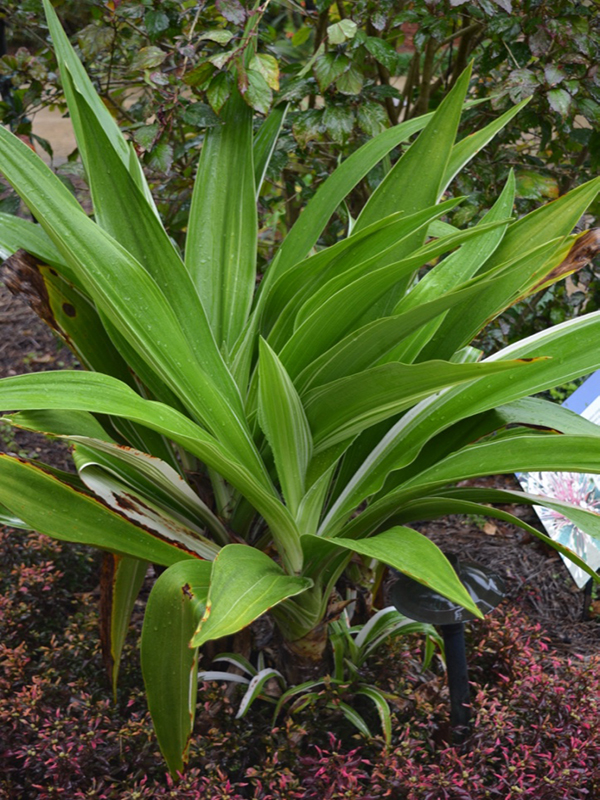 Crinum asiaticum 'Variegatum', form, Harry P. Leu Gardens, Orlando, Florida, United States of America.