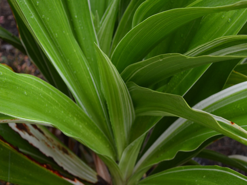 Crinum asiaticum 'Variegatum', leaf, Harry P. Leu Gardens, Orlando, Florida, United States of America.