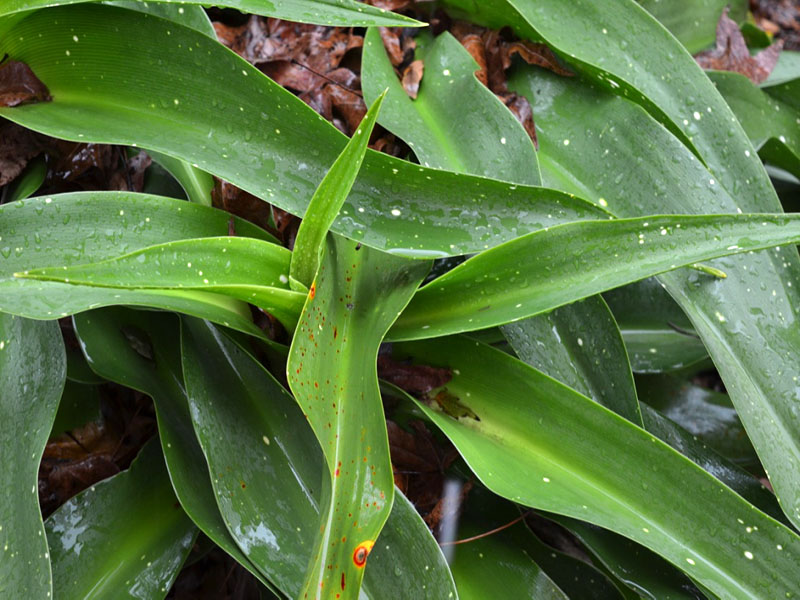 Crinum asiaticum var japonicum ‘Han Ire’, leaf. Harry P. Leu Gardens, Orlando, Florida, United States of America.