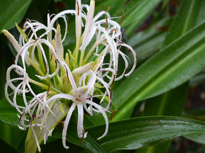 Crinum asiaticum var. ‘japonicum 'Sunray’, flower. Harry P. Leu Gardens, Orlando, Florida, United States of America.