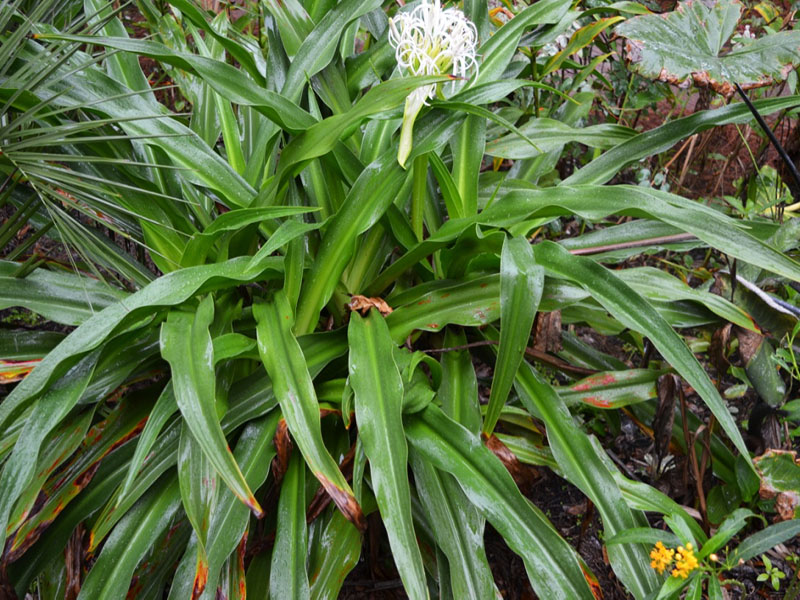 Crinum asiaticum var. ‘japonicum 'Sunray’, form. Harry P. Leu Gardens, Orlando, Florida, United States of America.