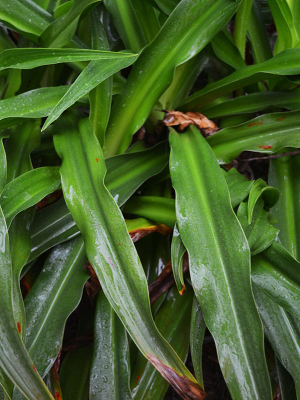 Crinum asiaticum var. ‘japonicum 'Sunray’, leaf. Harry P. Leu Gardens, Orlando, Florida, United States of America.