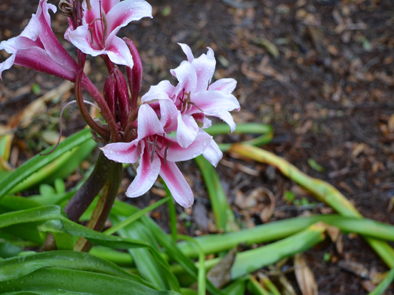 Crinum herbertii 'Schreek', flower, Harry P. Leu Gardens, Orlando, Florida, United States of America.