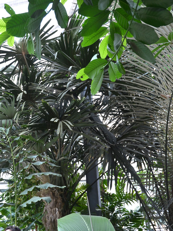 Cryosophila warscewiczii, form. Queen Sirikit Botanic Garden, Mae Rim District, Chiang Mai Province, Thailand.