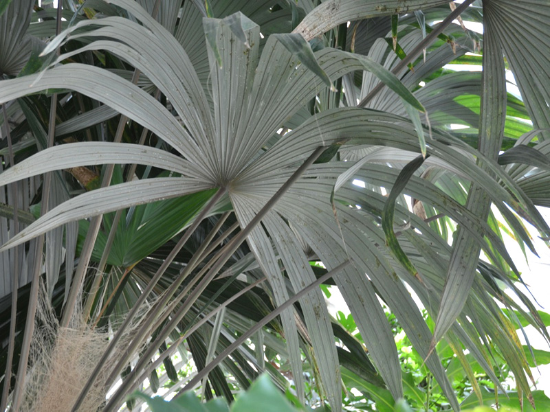 Cryosophila warscewiczii, leaf. Queen Sirikit Botanic Garden, Mae Rim District, Chiang Mai Province, Thailand.