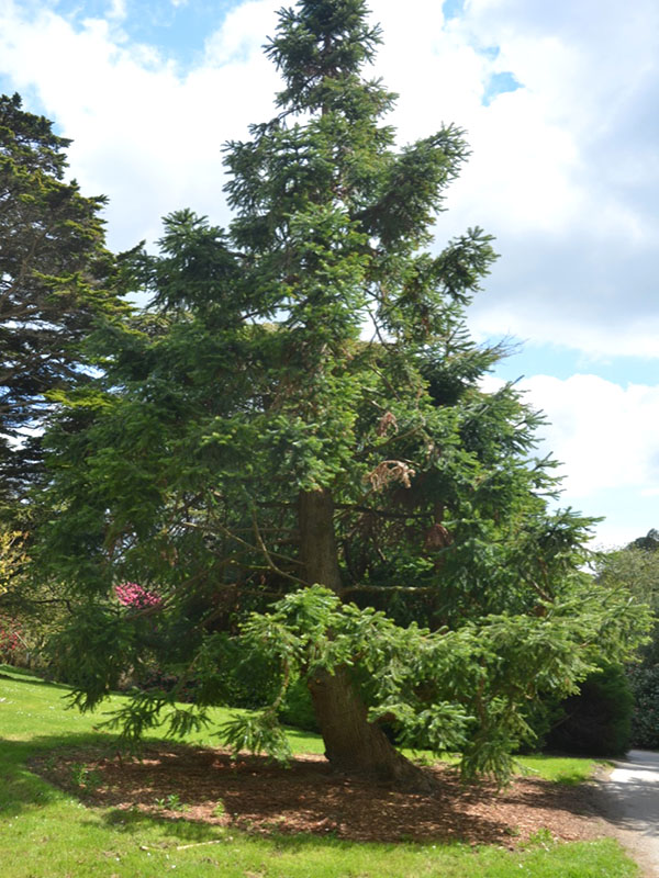 Cunninghamia lanceolata, form. National Trust Trelissick Garden, Feock, near Truro, Cornwall, United Kingdom.