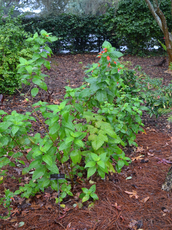 Cuphea schumannii, form, Harry P. Leu Gardens, Orlando, Florida, United States of America.