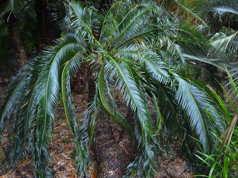 Cycas taitungensis, form, Harry P. Leu Gardens, Orlando, Florida, United States of America.