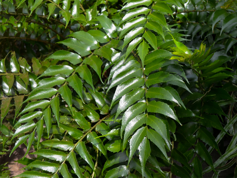 Cyrtomium falcatum, Leaf.