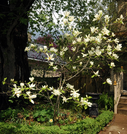 Magnolia ‘Elizabeth’, form. The Pascoe Residence, Strathroy, Ontario, Canada.