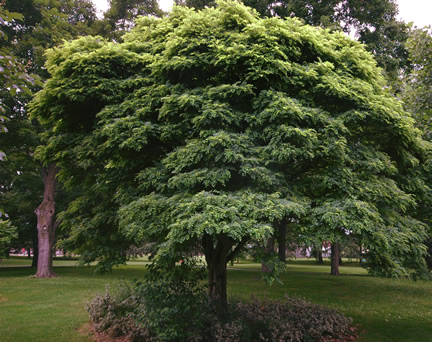 A mature tree in Pinafore Park, St. Thomas, Ontario, Canada.
