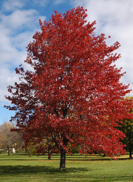 A stunning tree in autumn at  the Royal Botanical Gardens, Burlington, Ontario.
