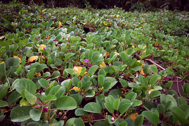 A large mat of Ipomoea pes-caprae growing along the shoreline of Tambor, Costa Rica.