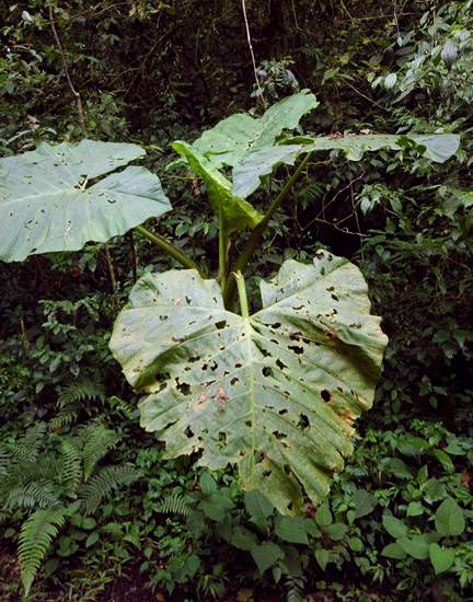 Growing in the shade of the 'Cloud Forest' at Monte Verde, Costa Rica.