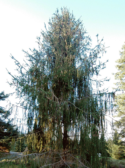 A mature plant in the Van Dusen Garden, Vancouver, British Columbia.